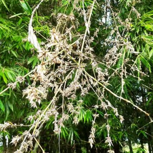 Bamboo rice / Moongil arisi