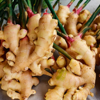 Ooty malai inji / Ooty Hill Ginger